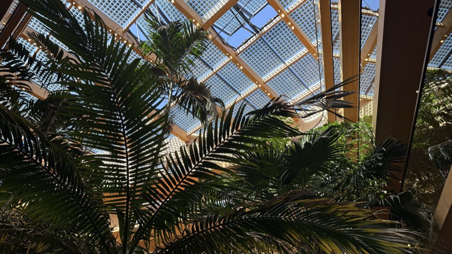 Palm fronds against the glazed roof